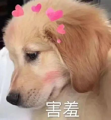 字母斯慕圈小狗最终还是“被抛弃”了-斯慕社交